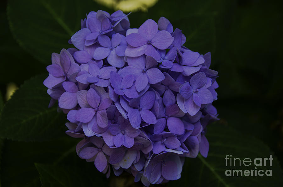 Hydrangea Blooming In October Photograph