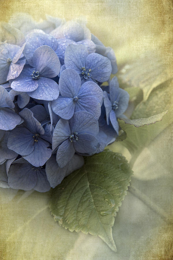 Hydrangea 2 Photograph by Angie Vogel