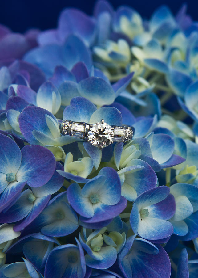 Hydrangea and Engagement Ring Photograph by Douglas Barnett