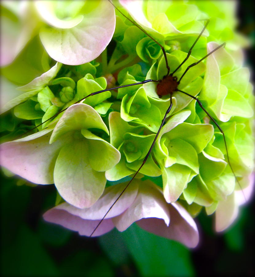 Hydrangea and the Harvestman Photograph by Tracy Male