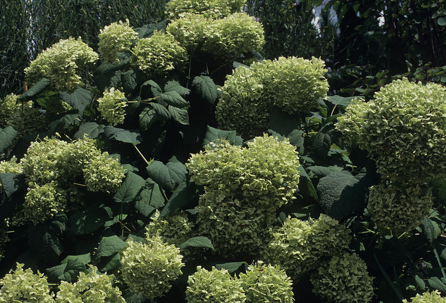 Nature Photograph - Hydrangea annabelle Flowers by Sally Mccrae Kuyper/science Photo Library