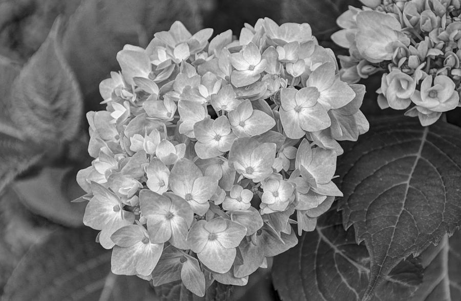 Hydrangea Black and White Photograph by Peggy Campbell | Fine Art America
