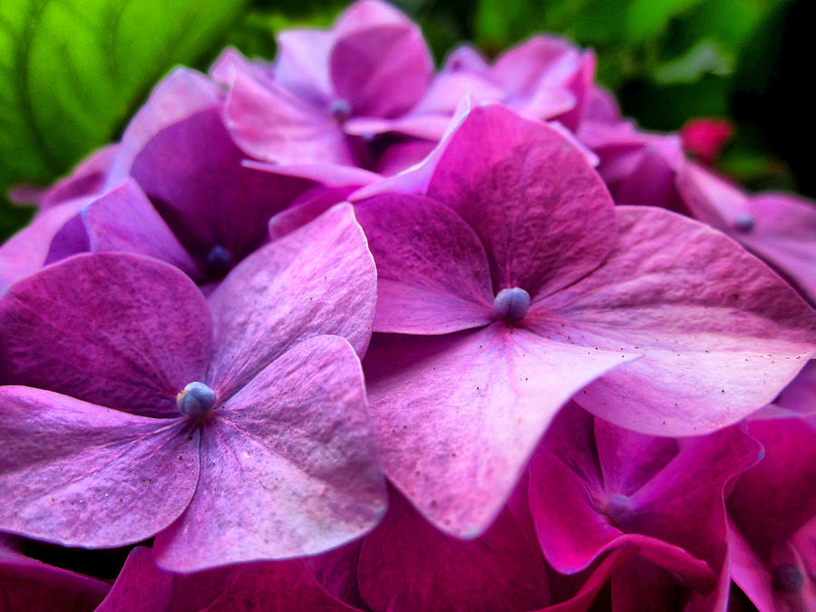 Flower Photograph - Hydrangea Bliss by Spencer Hughes