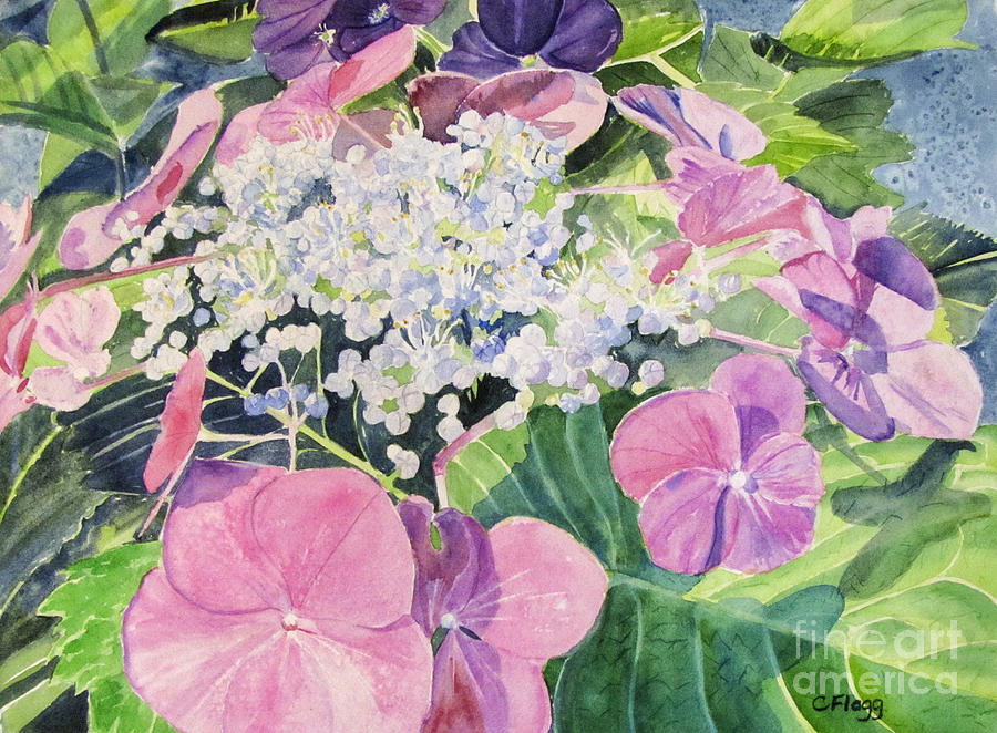 Hydrangea Blooming Painting by Carol Flagg