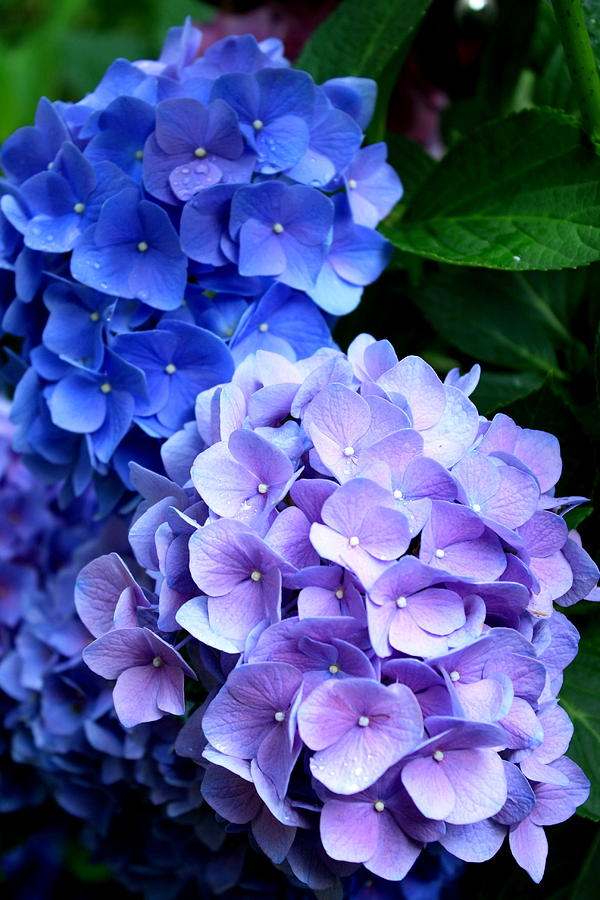 Flower Photograph - Hydrangea Blooms by Charles Shedd