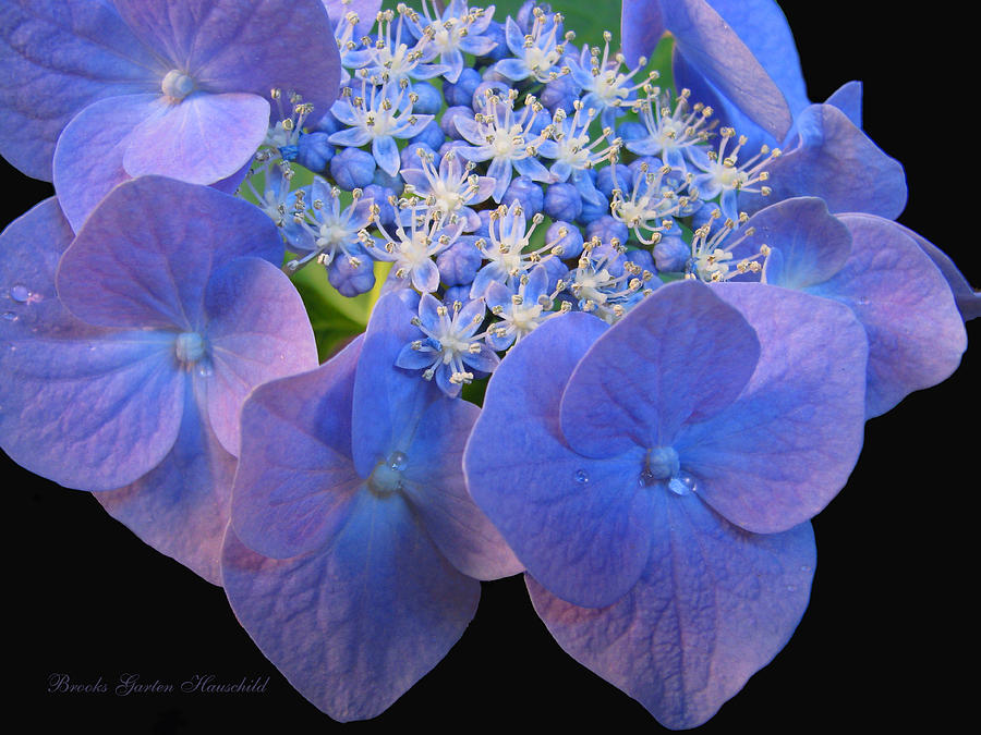 See Me Now Hydrangea Blossom - Floral Macro - Lacecap Hydrangea - Flowers From Our Gardens Photograph by Brooks Garten Hauschild