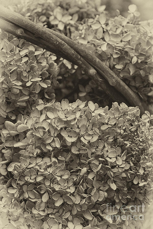 Hydrangea Blossoms Photograph by Carrie Cranwill