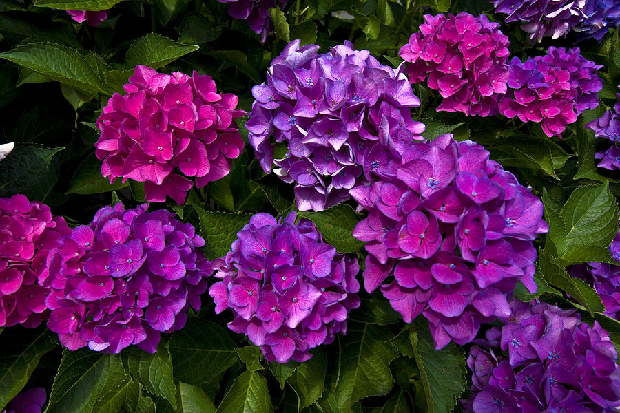 Hydrangea Blossoms Photograph by Sally Weigand