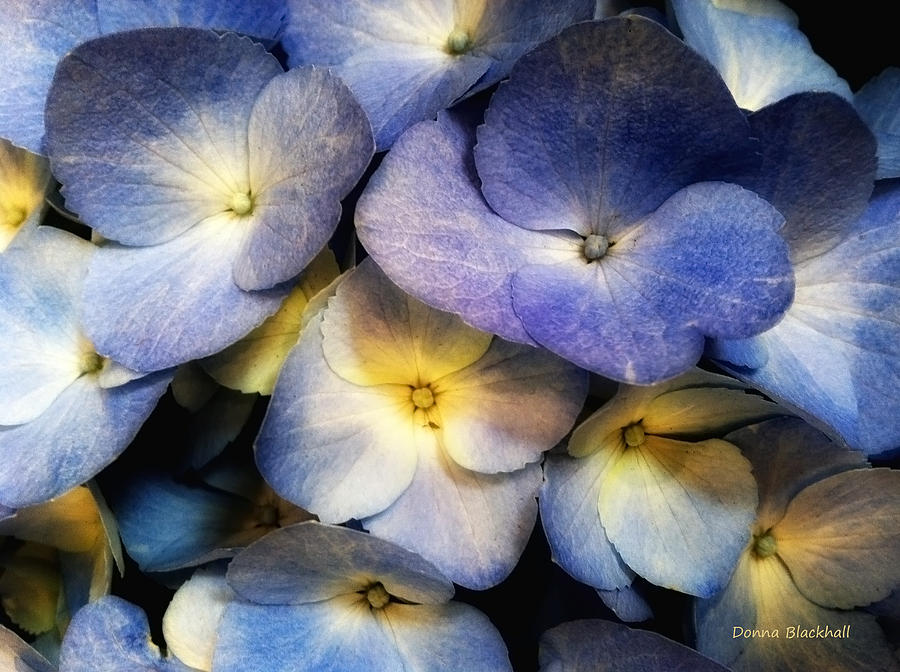 Hydrangea Blue Photograph by Donna Blackhall