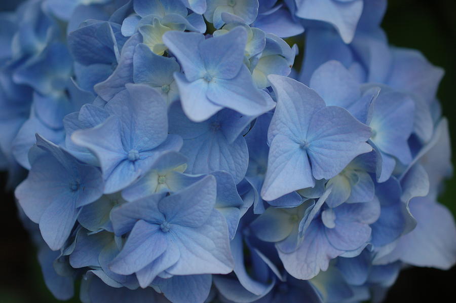 Hydrangea Blue Photograph by Jessica Ristau - Fine Art America