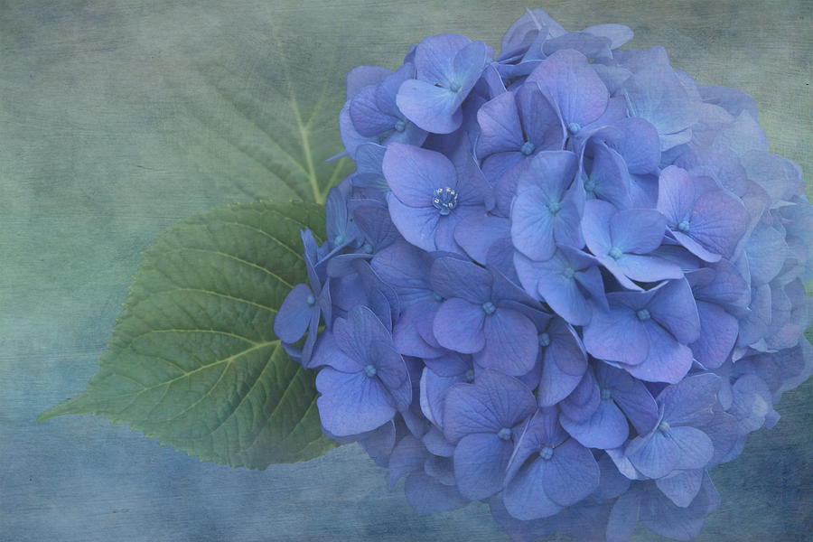 Hydrangea Blues 2 Photograph by Angie Vogel