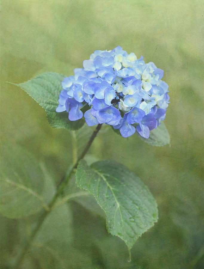 Hydrangea Blues Photograph by Angie Vogel