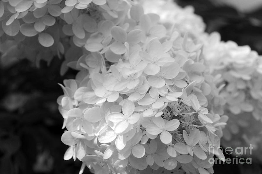 Hydrangea Bright and White Photograph by Sarah Schroder