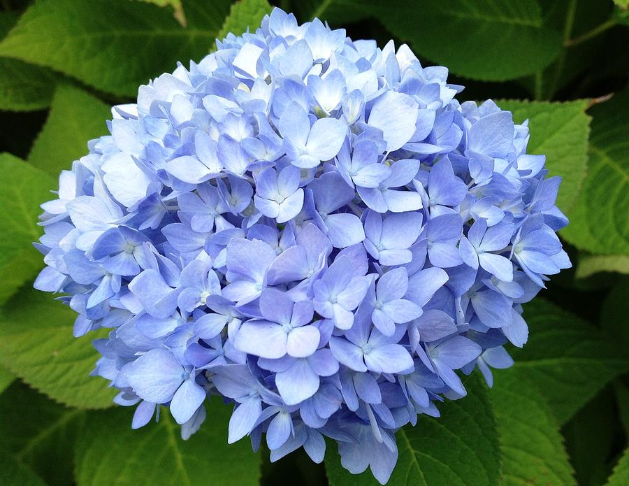 Hydrangea Photograph by Christine Olson - Fine Art America