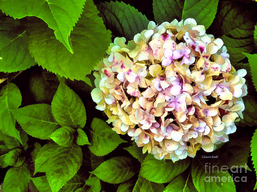 Hydrangea Photograph by Claire Bull
