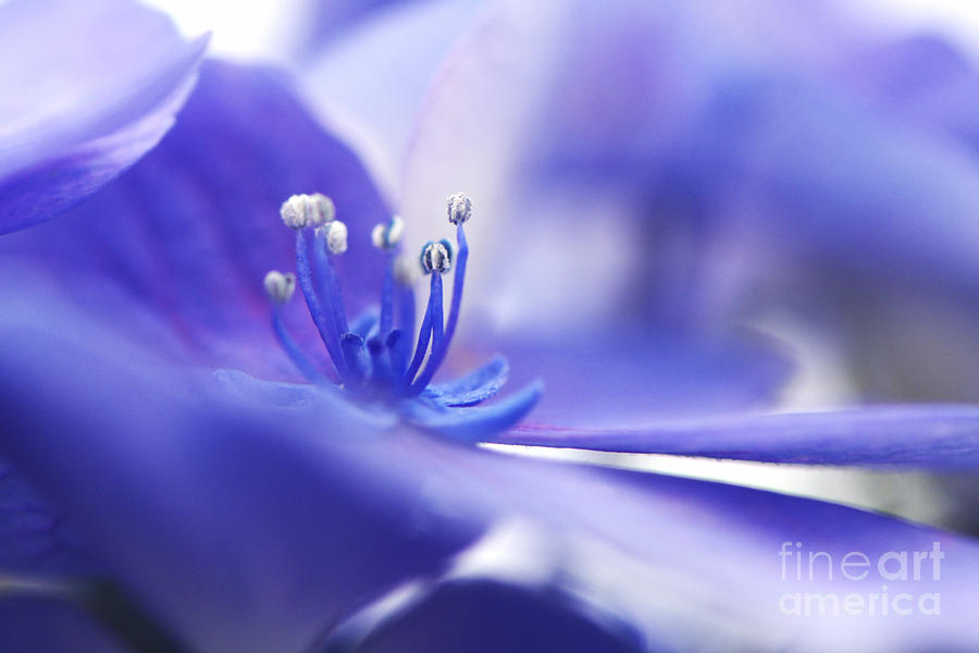 Hydrangea Photograph - Hydrangea closeup by Sharon Talson