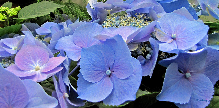 Hydrangea Cluster Photograph by Duane McCullough