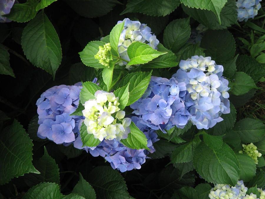 Hydrangea by Deb Martin-Webster Hydrangea by Deb Martin-Webster