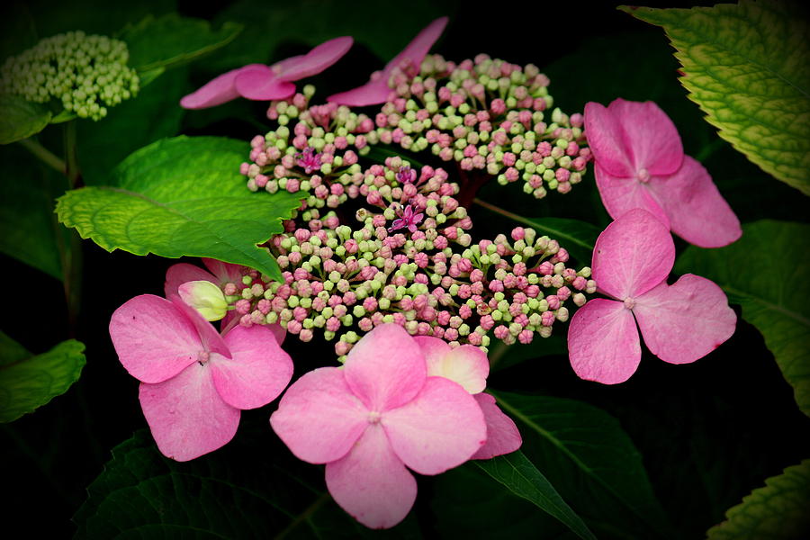 Nature Photograph - Hydrangea Delicacy in Bloom by Rosanne Jordan
