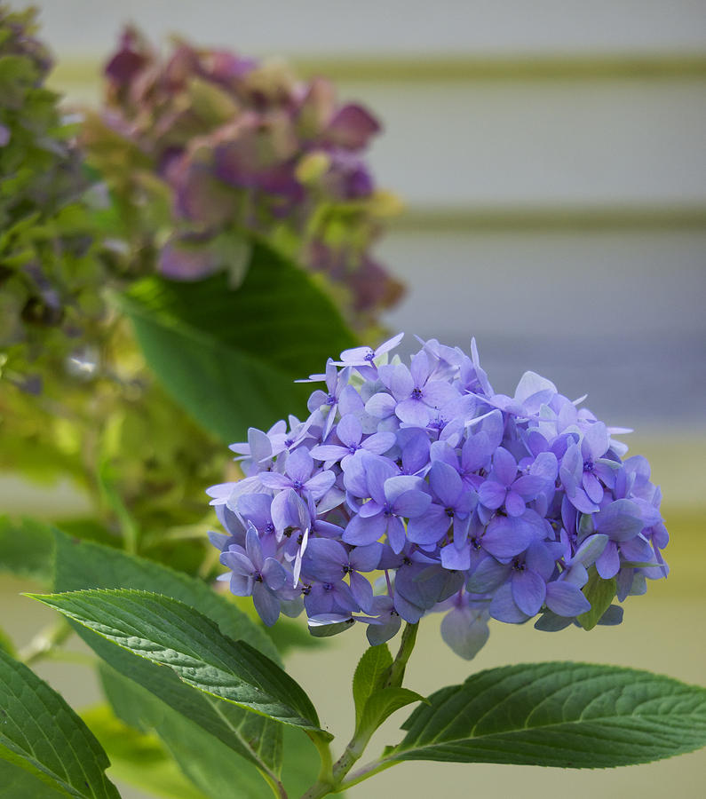 Hydrangea Photograph by Weir Here And There