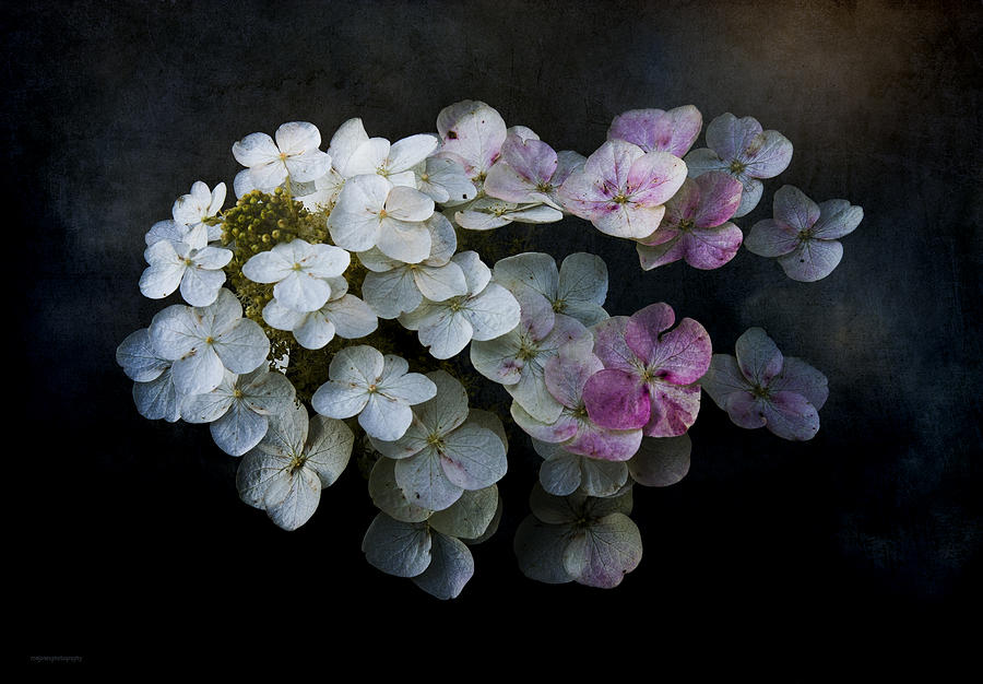 Still Life Photograph - Hydrangea Dreams by Ron Jones