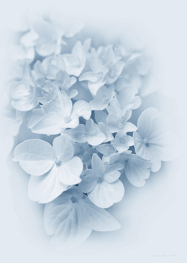 Hydrangea Flowers Blue Pastel Delight #2 Photograph by Jennie Marie Schell