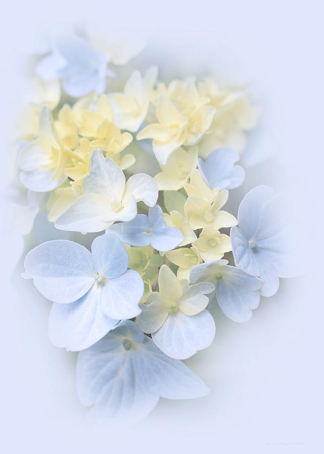 Hydrangea Flowers Blue Pastel Delight  Photograph by Jennie Marie Schell