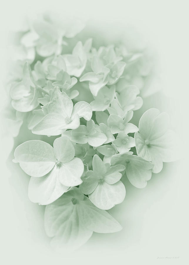 Abstract Photograph - Hydrangea Flowers Green Pastel Delight by Jennie Marie Schell