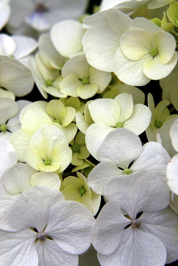 Hydrangea Flowers Photograph by Science Photo Library Hydrangea Flowers Photograph by Science Photo Library