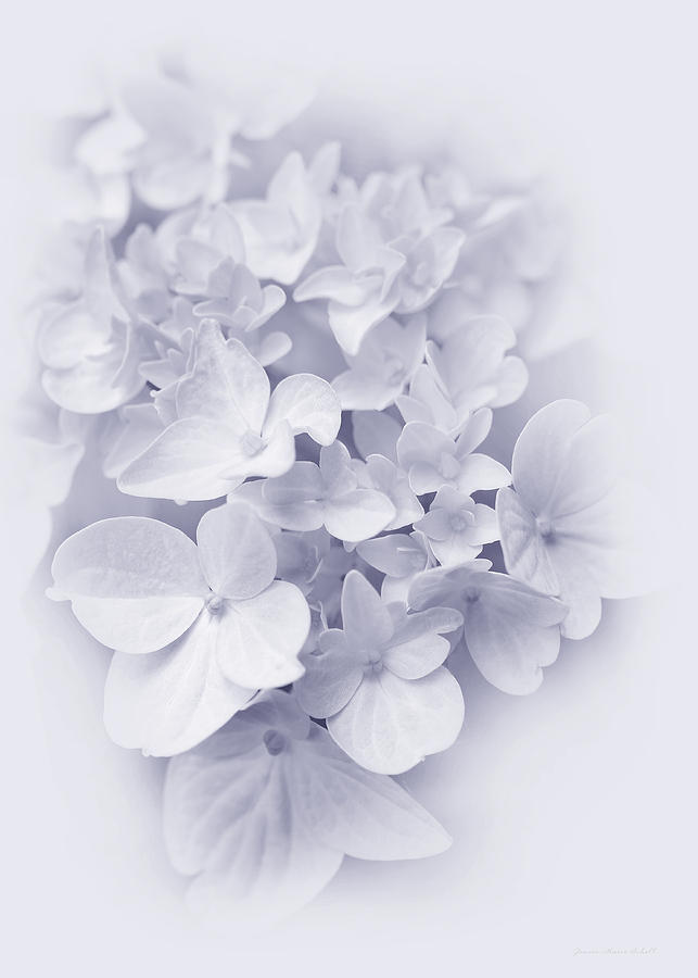Hydrangea Flowers Lavender Delight  Photograph by Jennie Marie Schell