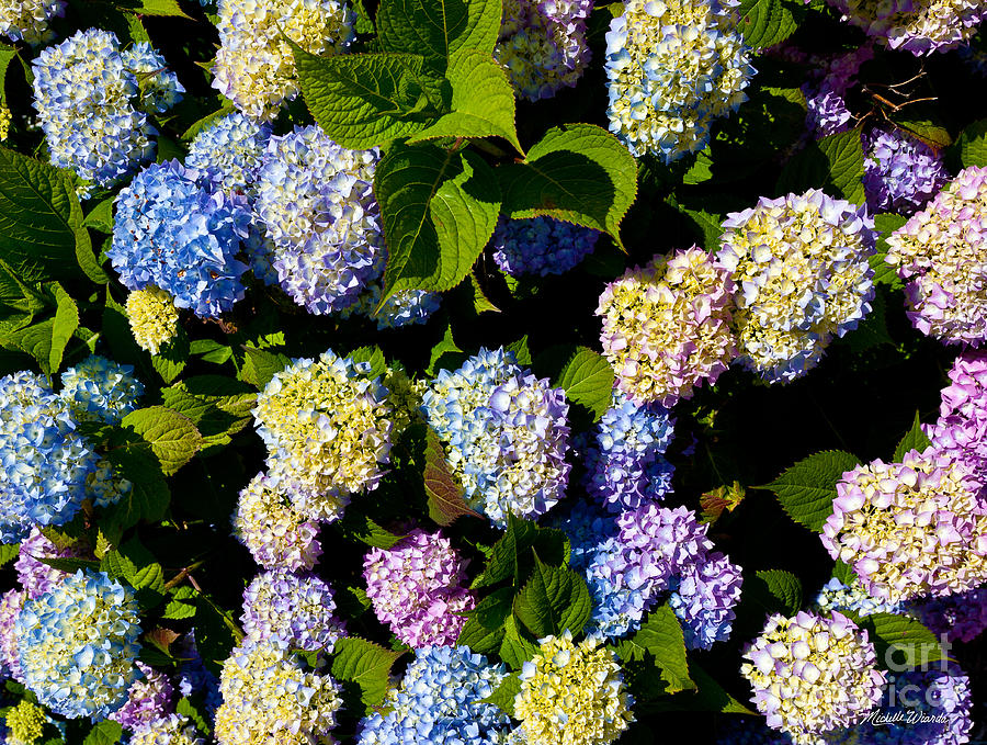 Flower Photograph - Hydrangea Flowers on The Cape by Michelle Constantine