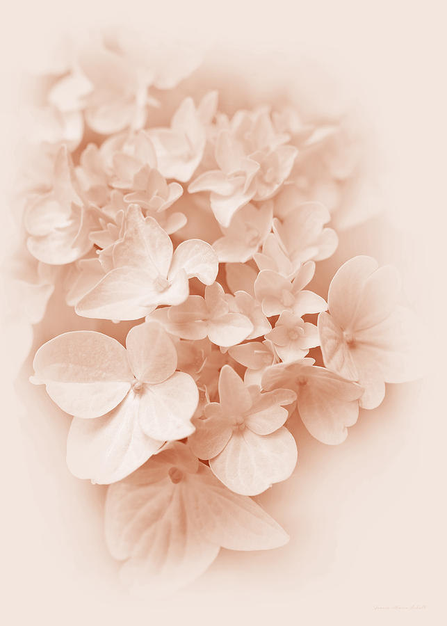 Hydrangea Flowers Peach Pastel Delight Photograph by Jennie Marie Schell