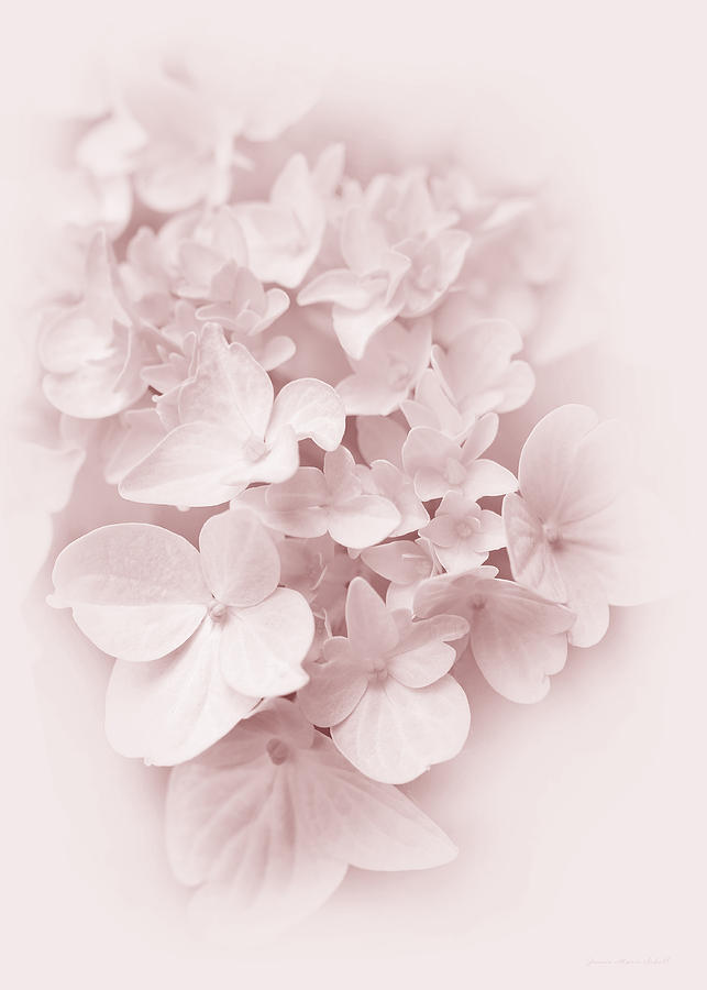 made with pastel pink Hydrangea flowers The sweet