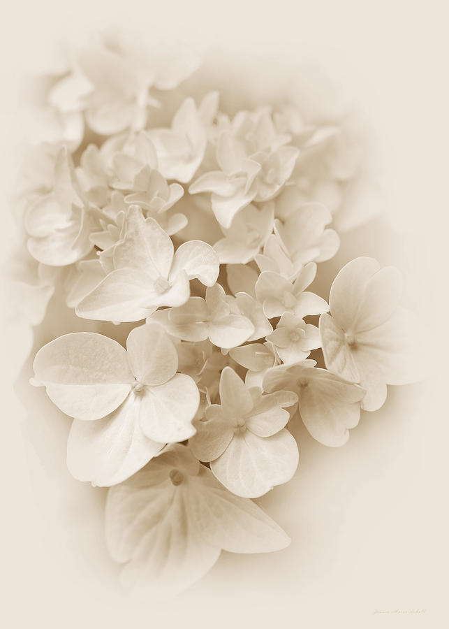 Hydrangea Flowers Sepia Delight  Photograph by Jennie Marie Schell