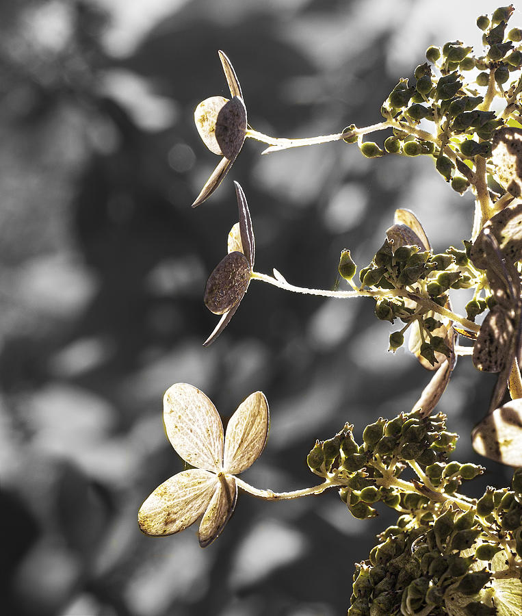 Fall Photograph - Hydrangea flowers by Steven Ralser