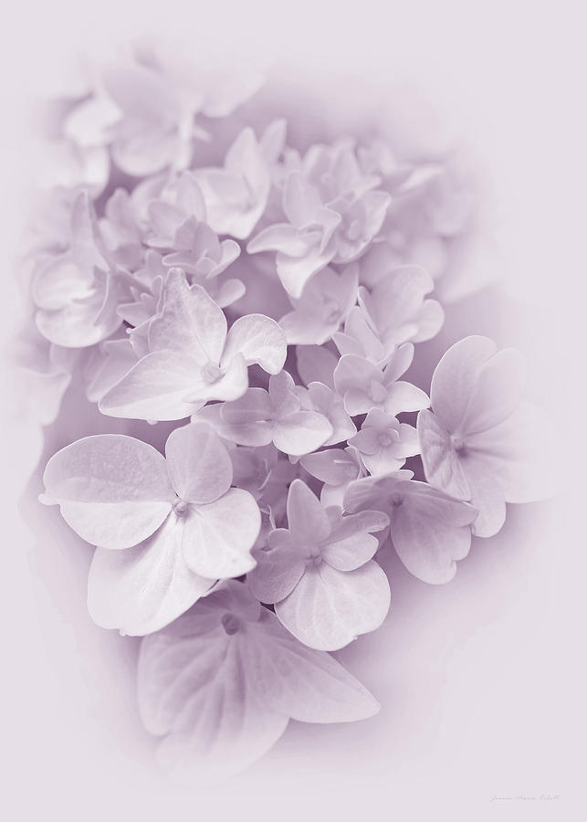 Hydrangea Flowers Violet Pastel Delight Photograph by Jennie Marie Schell