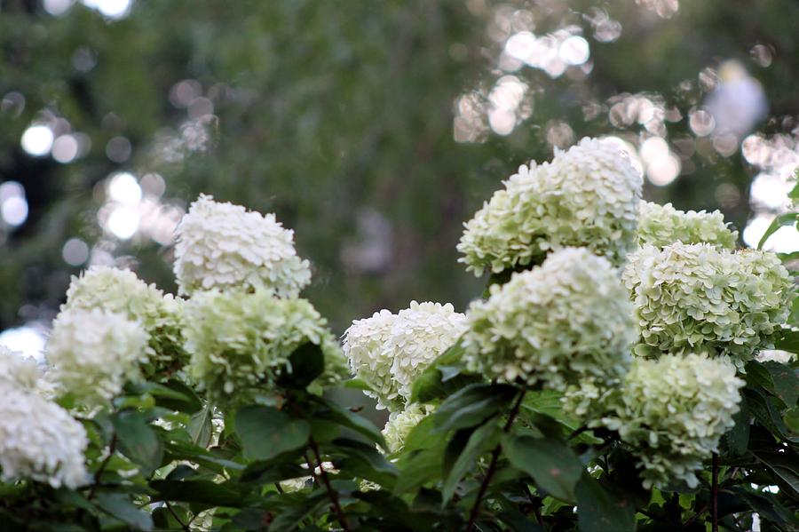 Hydrangea Flowers Photograph