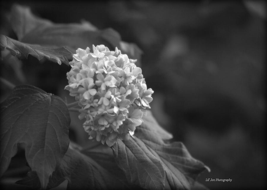 Hydrangea Glory In Black and White Photograph by Jeanette C Landstrom ...