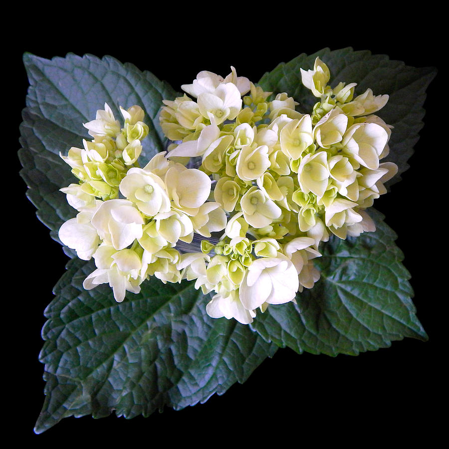 Hydrangea Green I Still Life Flower Art Poster Photograph by Lily Malor