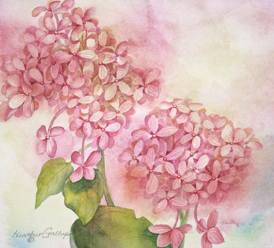 Hydrangea Painting - Hydrangea by Heather Gallup Hydrangea Painting - Hydrangea by Heather Gallup