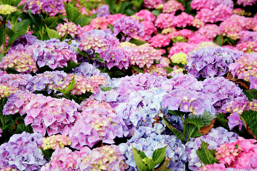 Hydrangea (hydrangea Macrophylla) Photograph by Chris Martin-bahr ...