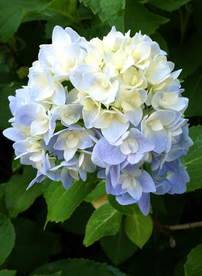 Hydrangea in Bloom Photograph by Amanda Vann - Fine Art America