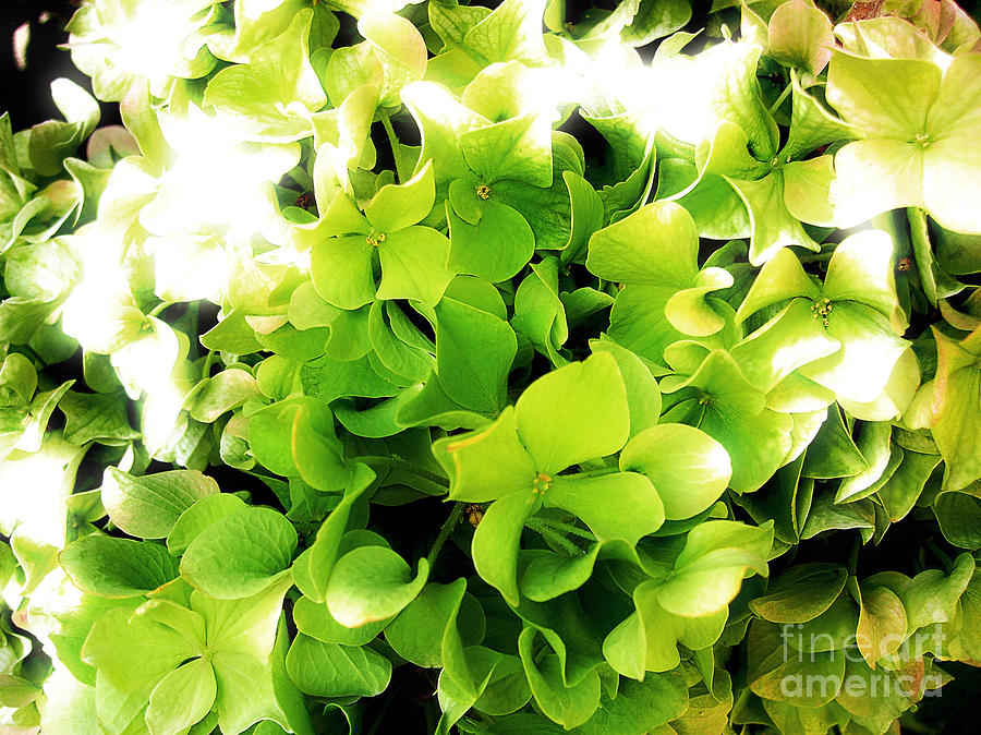Hydrangea In Green Photograph by Nina Ficur Feenan