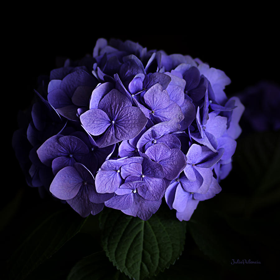 Hydrangea in Lavender Photograph by Julie Palencia