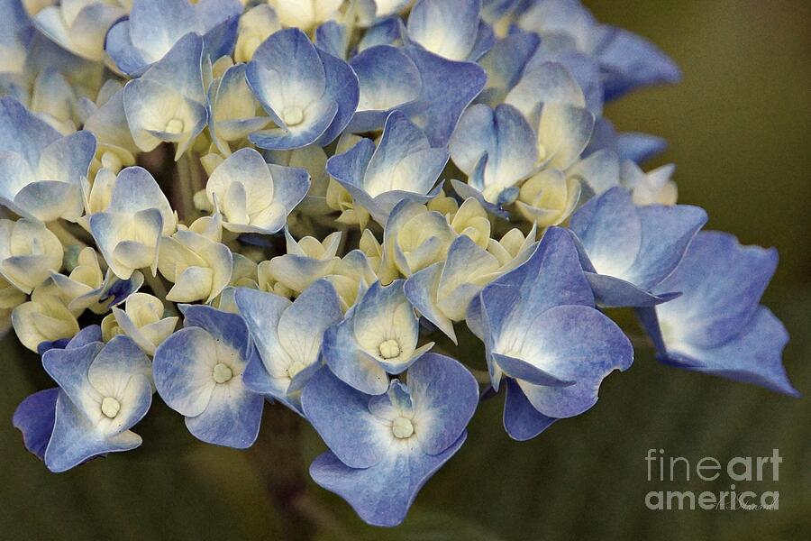 Hydrangea in Light Blue Photograph by Patricia Strand