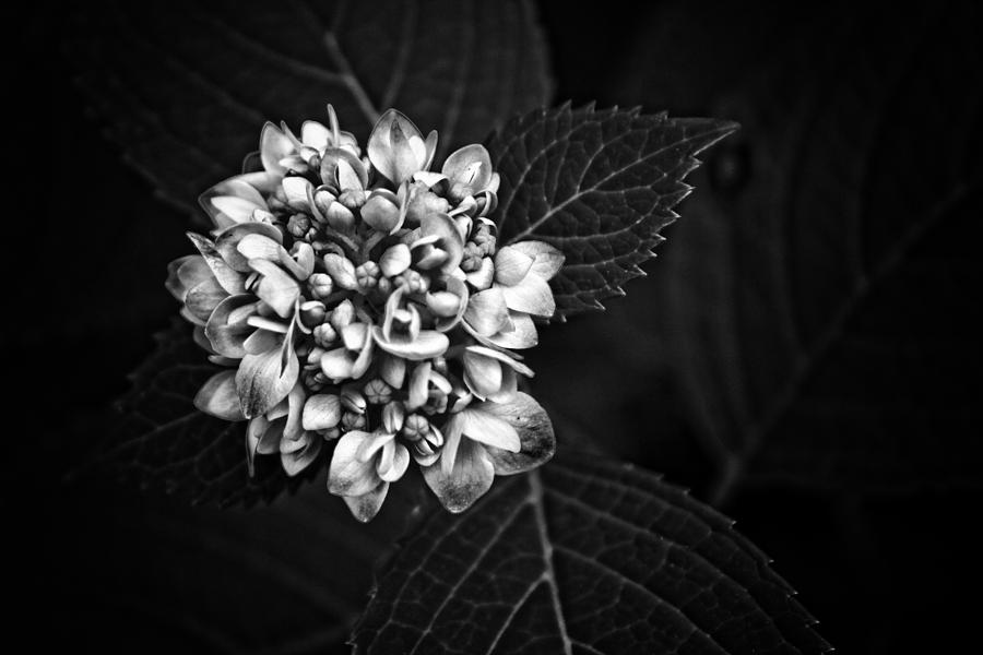 Hydrangea in Monochrome #5 Photograph by Ben Shields