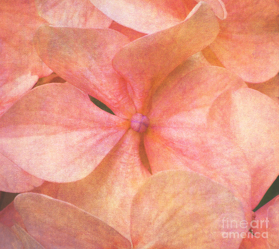 Hydrangea in Pastel Peach Photograph by Irina Wardas
