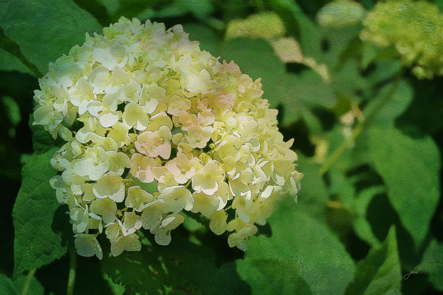 Hydrangea In Soft Light Photograph by Paulette B Wright