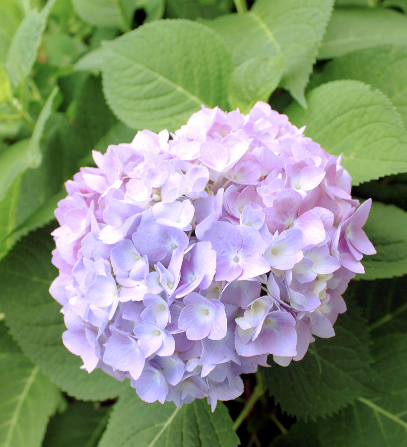 Hydrangea In The Garden by Images by Stephanie