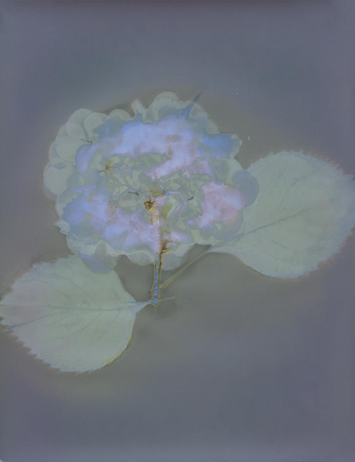 Jane Hatcher Hydrangea Photograph by Jane Hatcher - Fine Art America